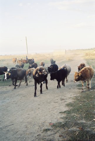 kir_2002_076.jpg