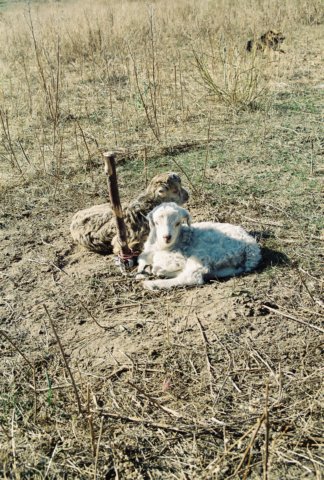kir_2002_143.jpg