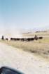 kir_2002_203_small.jpg
