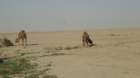 dsc01278_small.jpg
