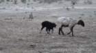 dsc10510_small.jpg